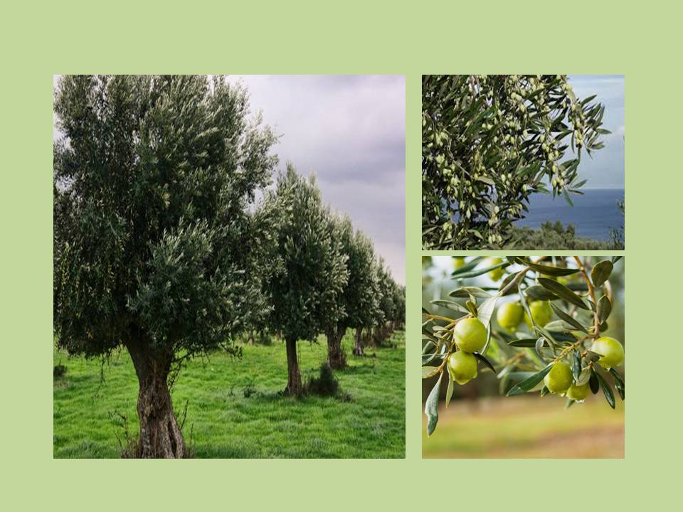 ZEYTİN AĞACI