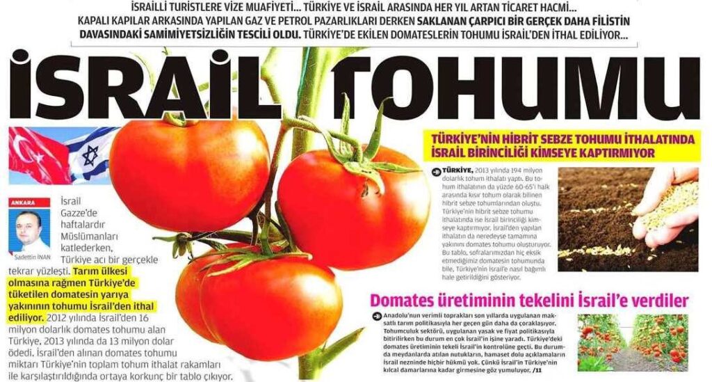 İSRAİL, DOMATES, YONGA